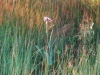 20170624_055544.jpg Jun 24 05:55:44 2017