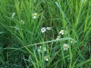 20170624_213409.jpg Jun 24 21:34:09 2017