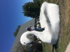 CBswan2.jpg Feb 13 14:14:05 2020