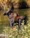 23AK_moose.jpg Feb 16 00:31:34 2020